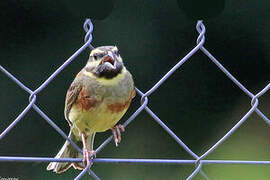 Cirl Bunting