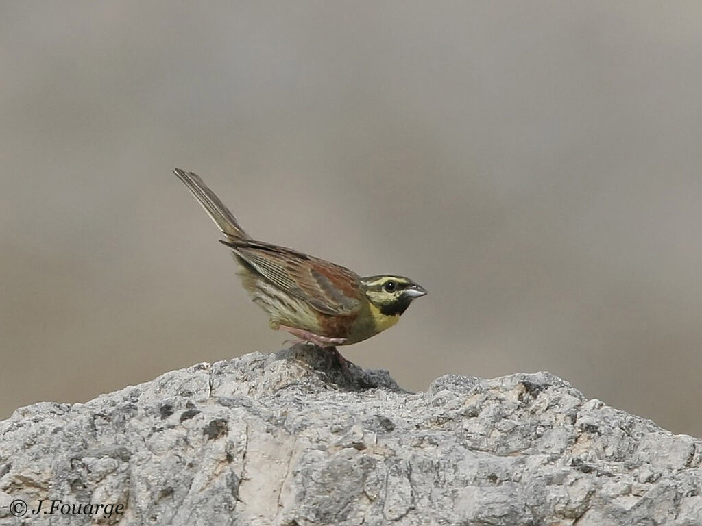 Cirl Bunting male