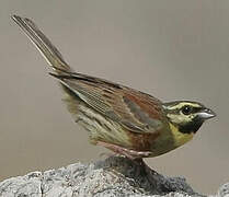 Cirl Bunting