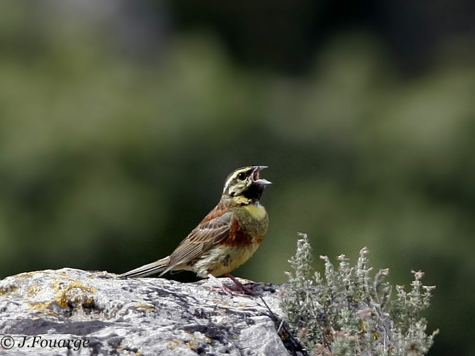 Cirl Bunting male adult