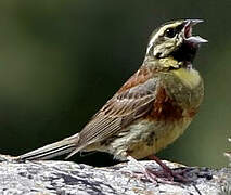 Cirl Bunting