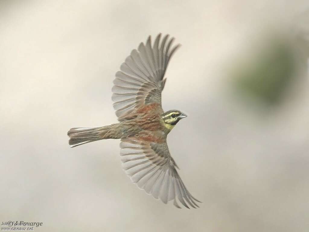 Cirl Bunting male adult, pigmentation, Flight