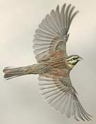 Cirl Bunting