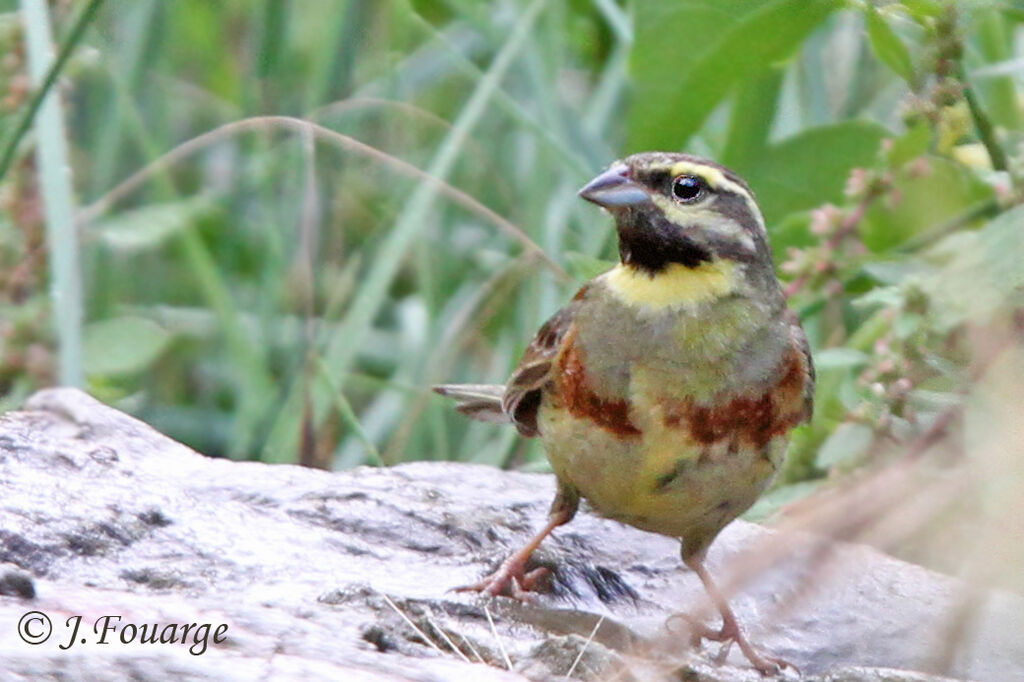 Cirl Bunting male adult, identification