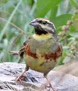 Cirl Bunting