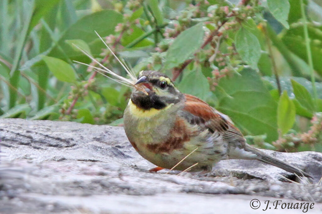 Cirl Bunting male adult, identification, feeding habits