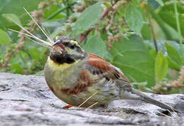 Cirl Bunting