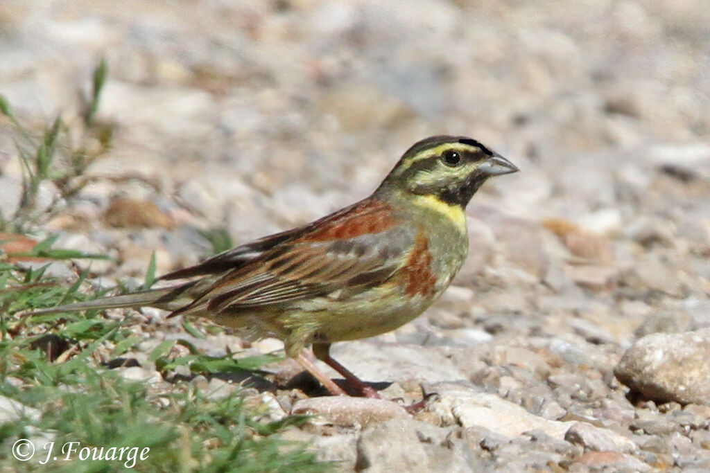 Cirl Bunting male adult, identification