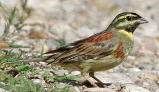 Cirl Bunting