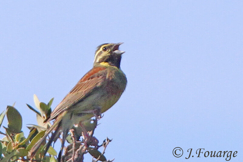 Cirl Bunting male adult, identification, song, Behaviour