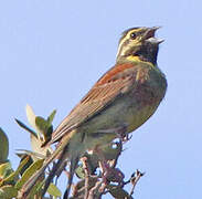 Cirl Bunting