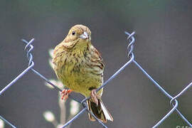 Cirl Bunting