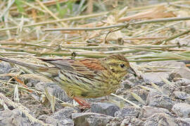 Cirl Bunting