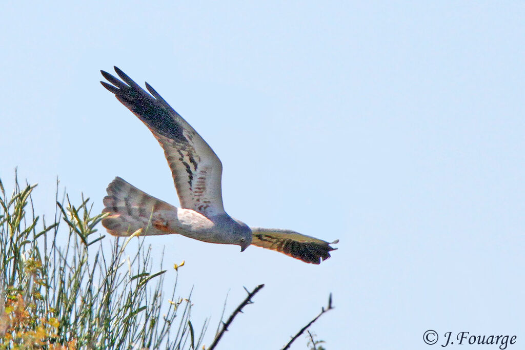 Montagu's Harrier male adult, identification, Behaviour