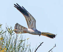 Montagu's Harrier