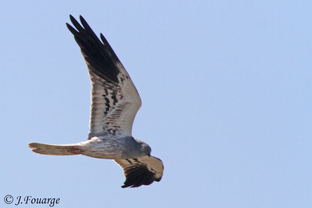 Montagu's Harrier male adult, identification