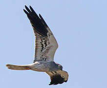 Montagu's Harrier