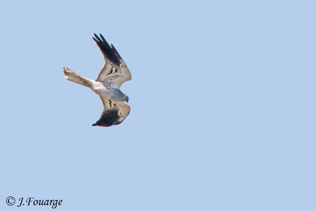 Montagu's Harrier male adult, identification, Behaviour