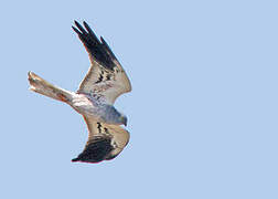 Montagu's Harrier