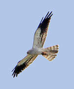 Montagu's Harrier