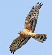 Montagu's Harrier