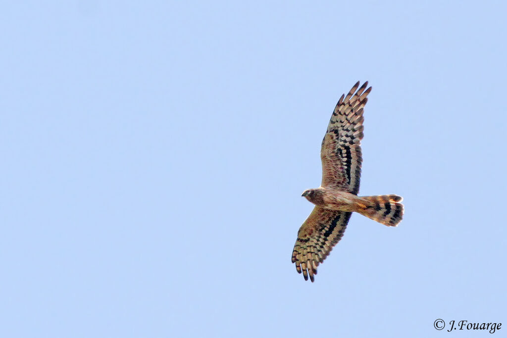 Montagu's Harrier female adult, Flight