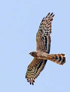 Montagu's Harrier