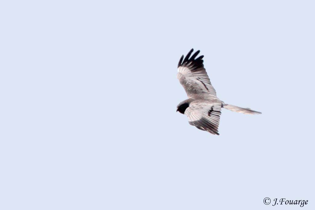 Montagu's Harrier male adult, Flight