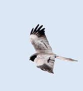 Montagu's Harrier