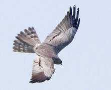 Montagu's Harrier