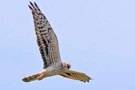 Montagu's Harrier