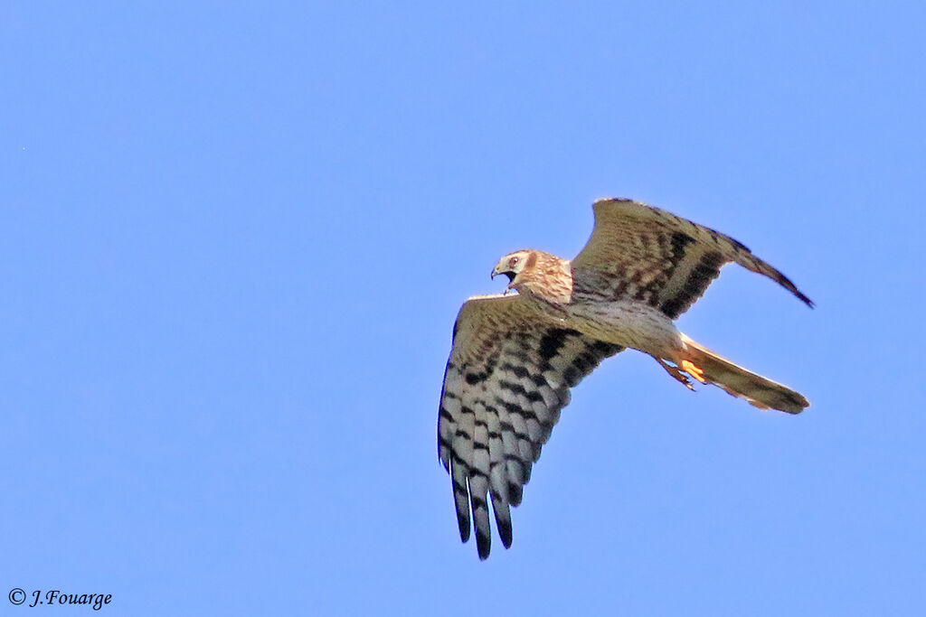 Montagu's Harrier female adult, Flight, Reproduction-nesting