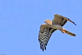 Montagu's Harrier