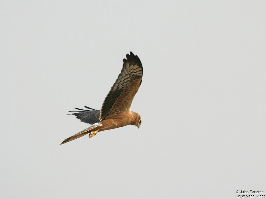 Montagu's Harrier