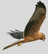 Montagu's Harrier