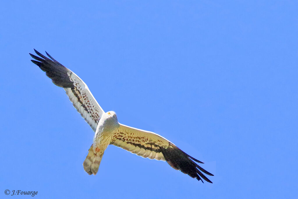 Montagu's Harrier male adult, Flight, Reproduction-nesting