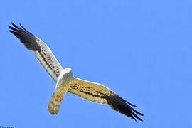 Montagu's Harrier