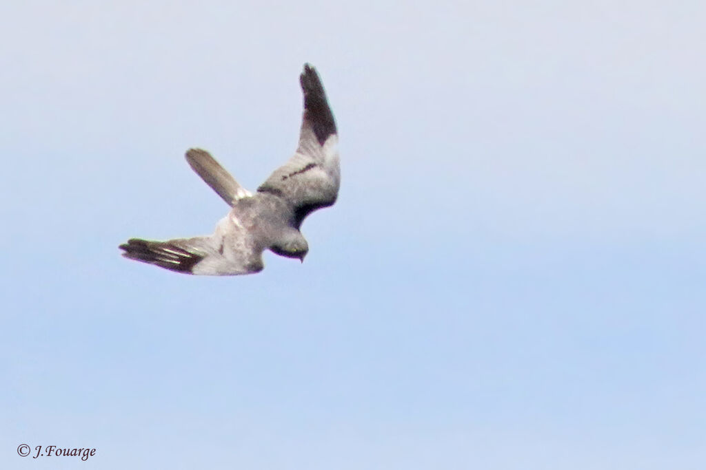 Montagu's Harrier male adult, courting display