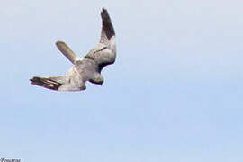 Montagu's Harrier