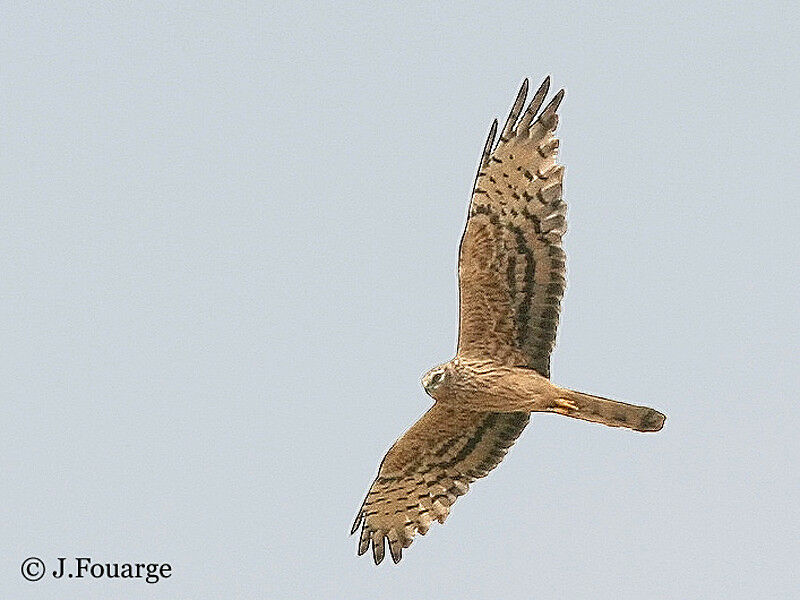 Montagu's Harrier