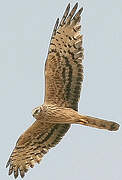 Montagu's Harrier