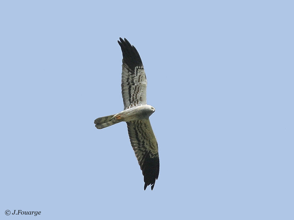 Montagu's Harrier male adult