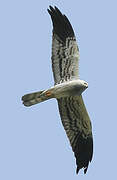 Montagu's Harrier