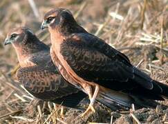 Montagu's Harrier