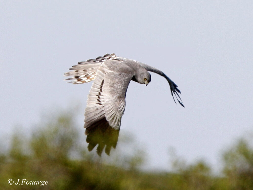 Montagu's Harrier male adult