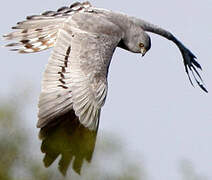 Montagu's Harrier