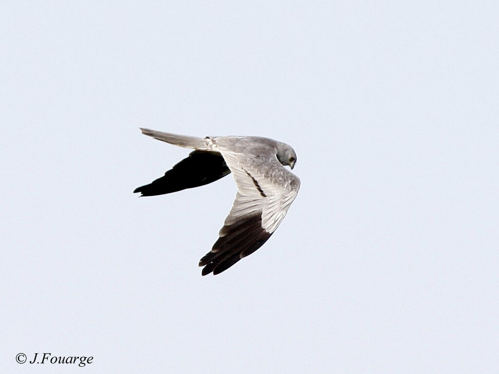 Montagu's Harrier male adult