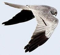 Montagu's Harrier