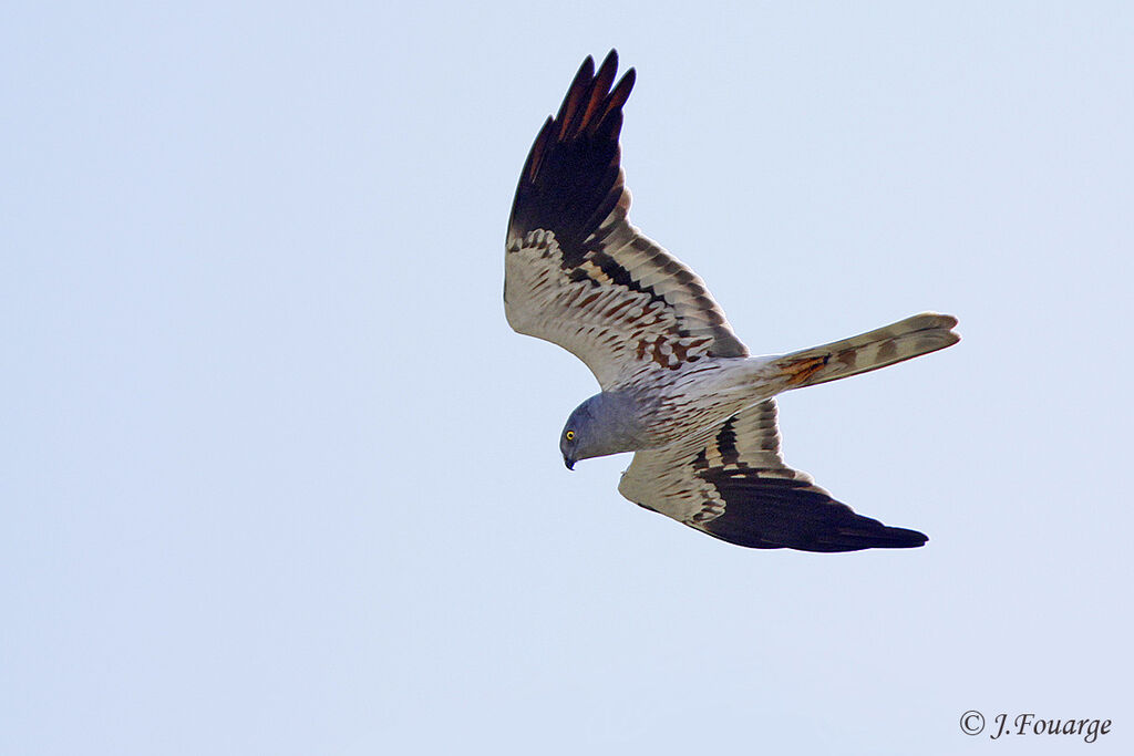 Montagu's Harrier male adult