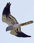 Montagu's Harrier